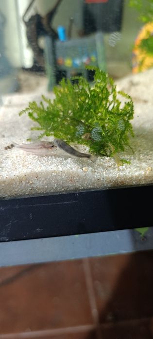 Garra flavatra panda