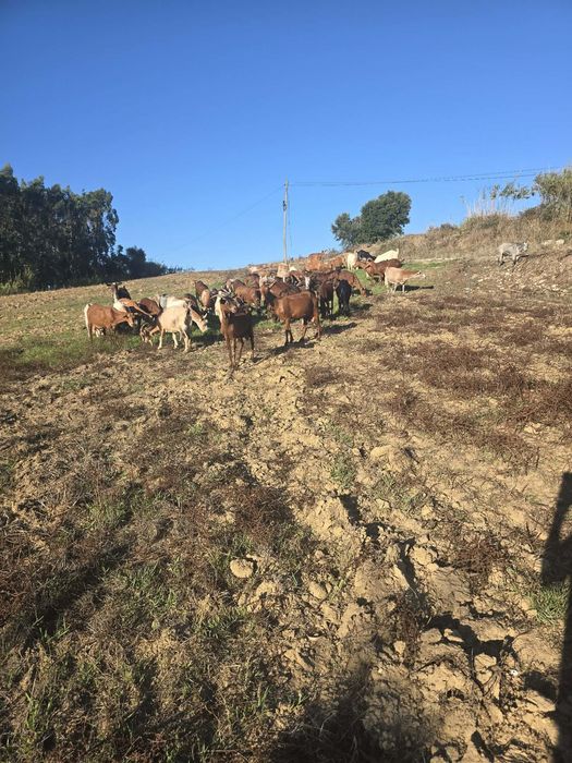 Troco 50 cabras boas  b4