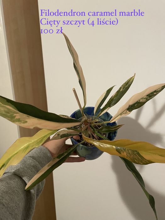 Filodendron caramel marble szczyt