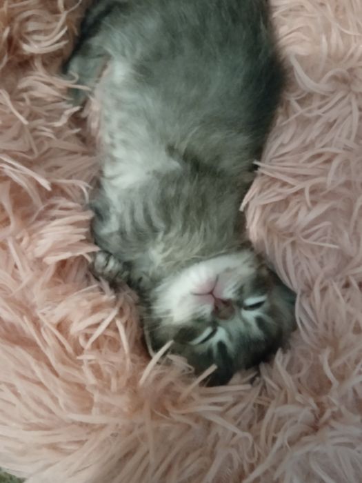 Висловухі кошенята,віддам в добрі руки