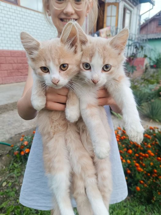 котусики в добрі руки