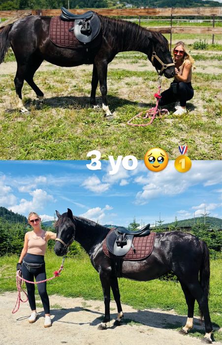 Młoda klacz na sprzedaż