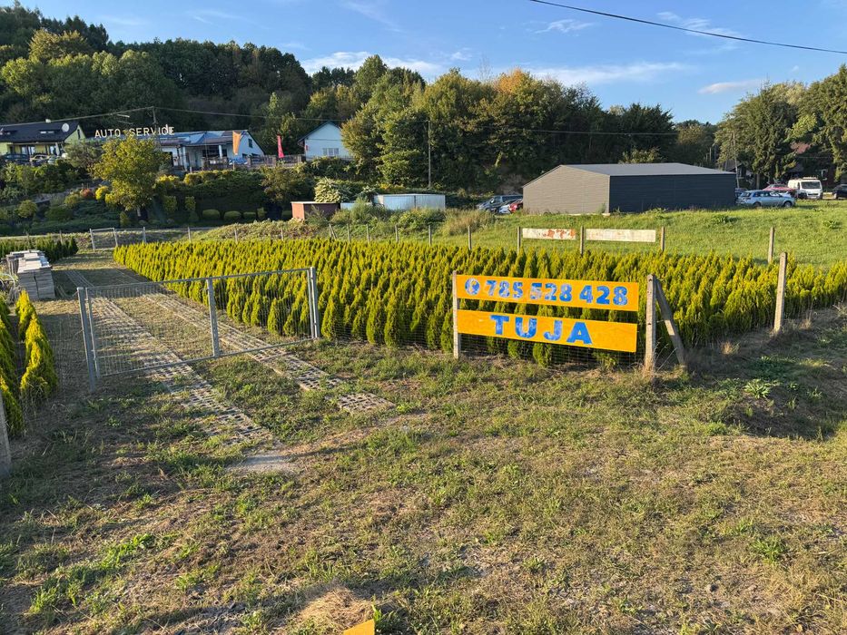Tuja GOLD szmaragd 100-120cm Thuja Gold