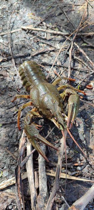 Раки до свята річкові різні розміри