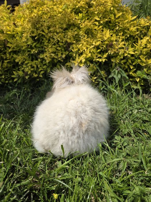 PARA Angora  żółta gelb  puchatki króliki rude