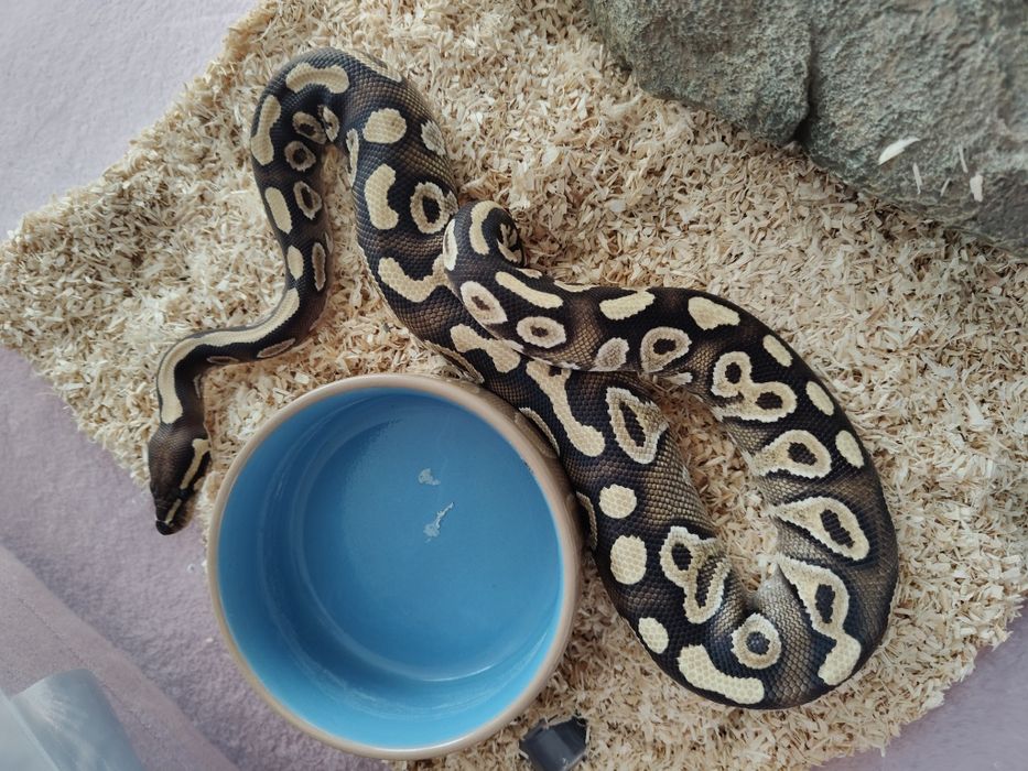 Wężyk samiec kolorowy