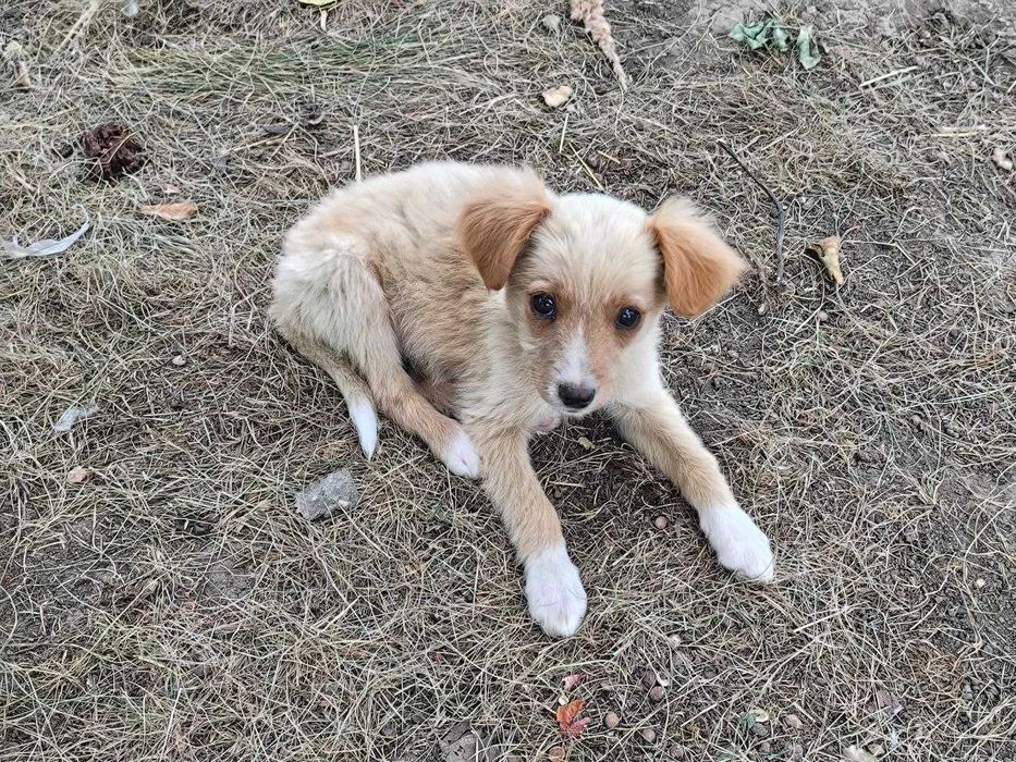 Вірний друг шукає сім'ю!