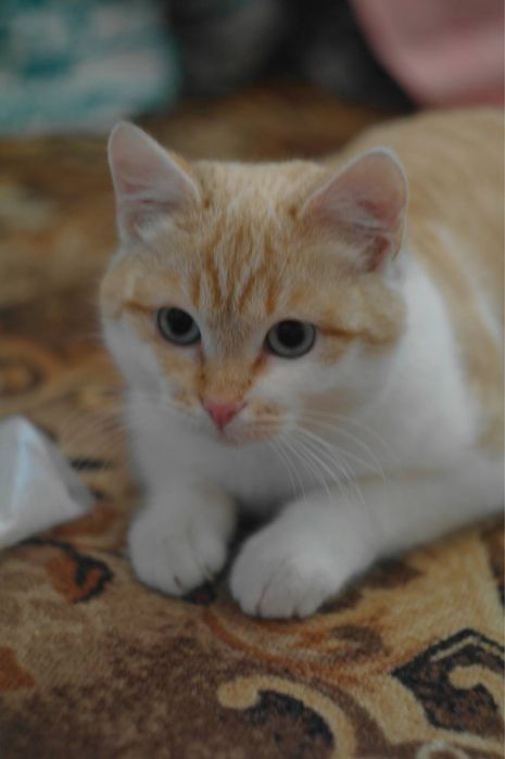 Котенок девочка персикрвая белая голубые глаза