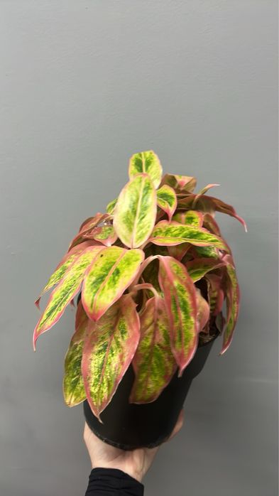 Аглаонема (Aglaonema) в наявності
