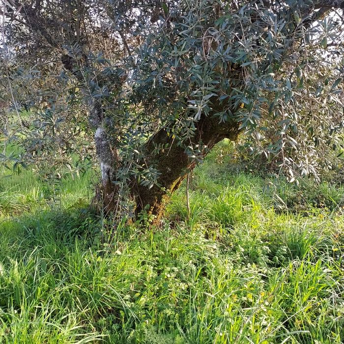 Oliveiras centenárias para jardins