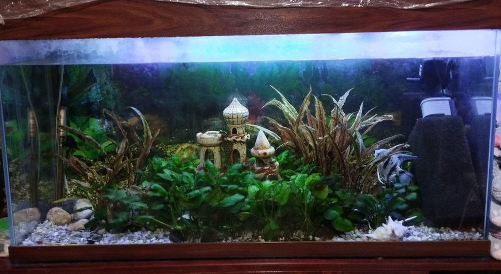Терміново продам акваріум!