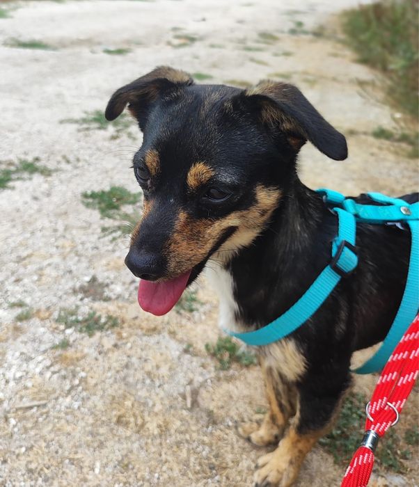 Hazel - 1 ano, 3kg