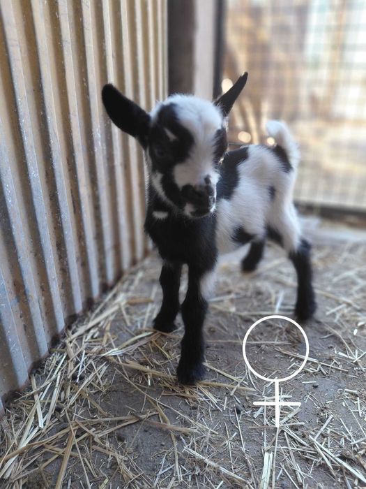 *** cabras micro anãs ***