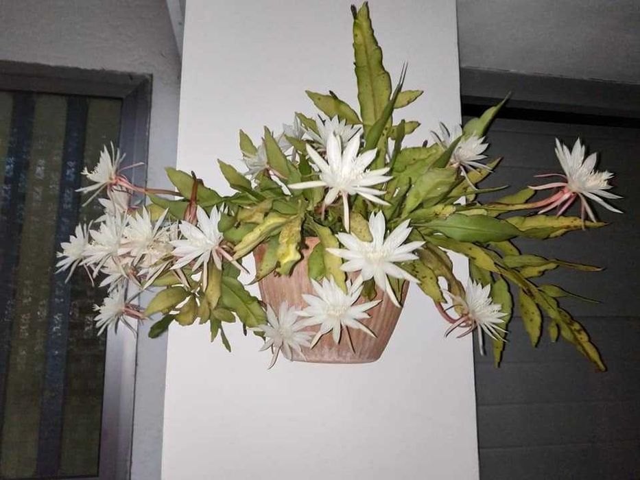 Planta dama da noite