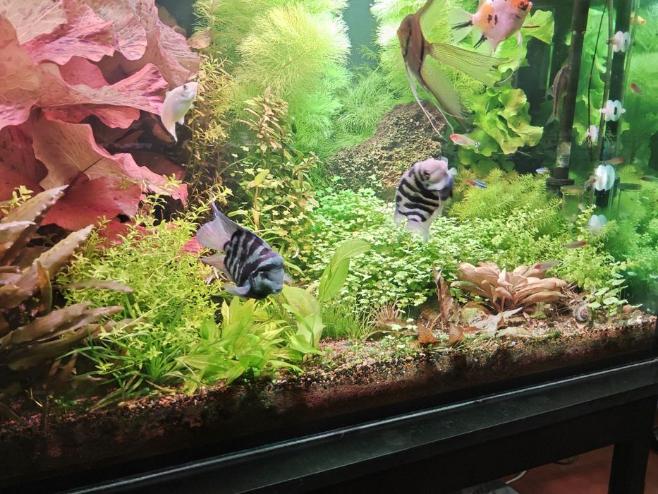 Акваріумні рослини, прополка