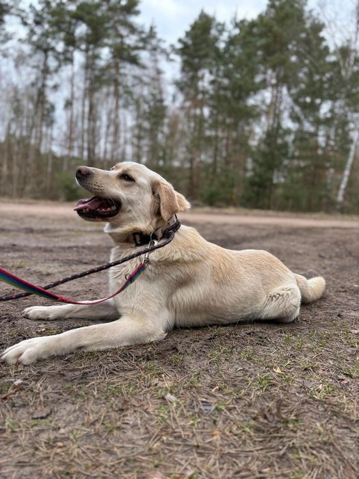 Młoda, kochająca kobiety suczka w typie labradora