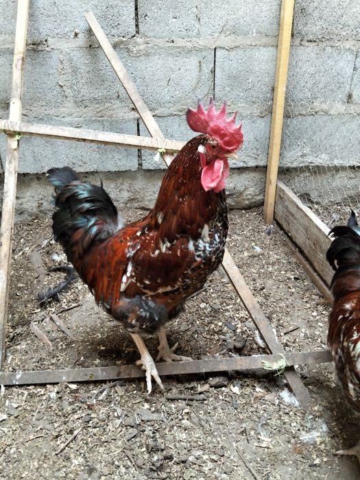 Ovos galados boshveld