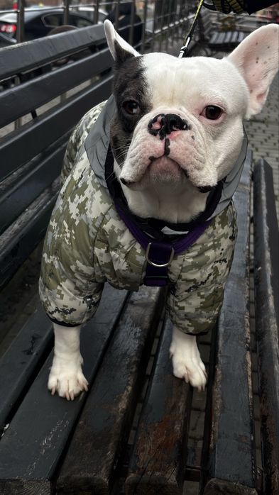 В’язка французького бульдога (кобель)