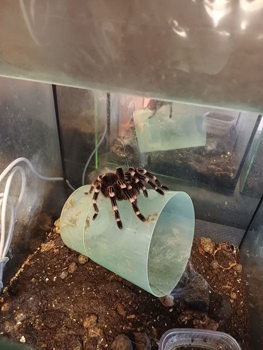 Sprzedam Acanthoscurria geniculata