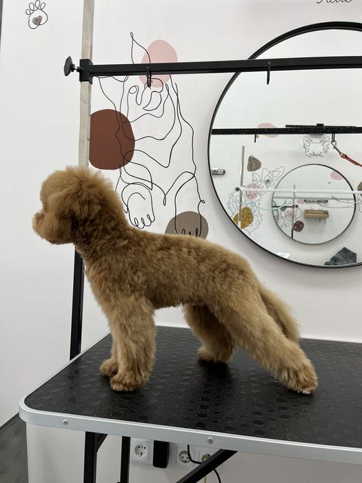 Мальтіпу,пес,домашній улюбленець