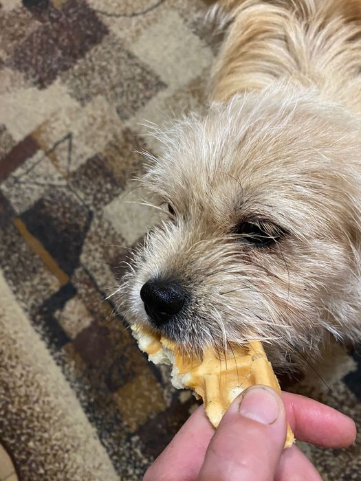 Zaginął pies . Wabi się Leoś!