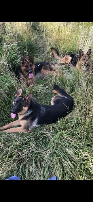 Німецька вівчарка