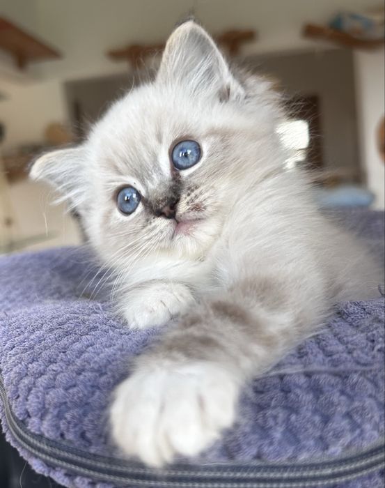 Ragdoll, kociak, kocię, kocurek