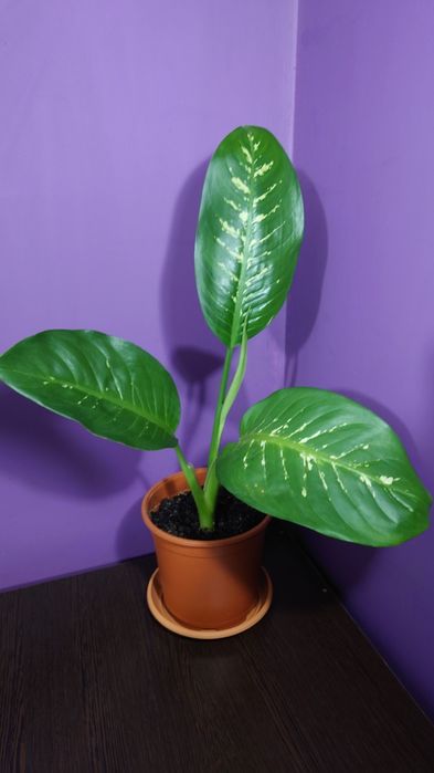 Діфенбахія вазон, кімнатна рослина