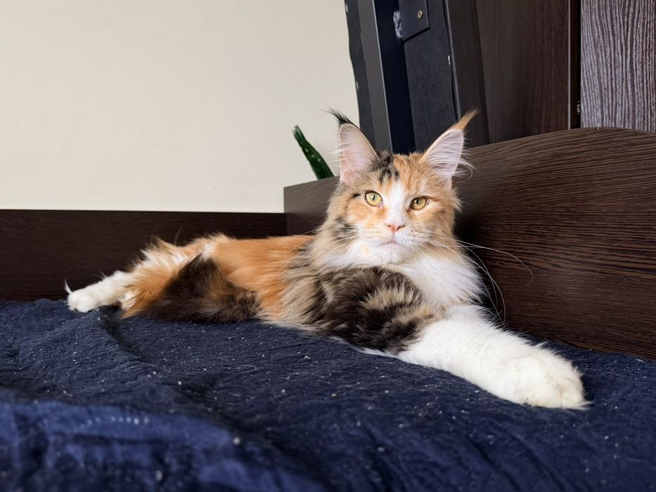 Мейн кун дівчинка з документами.