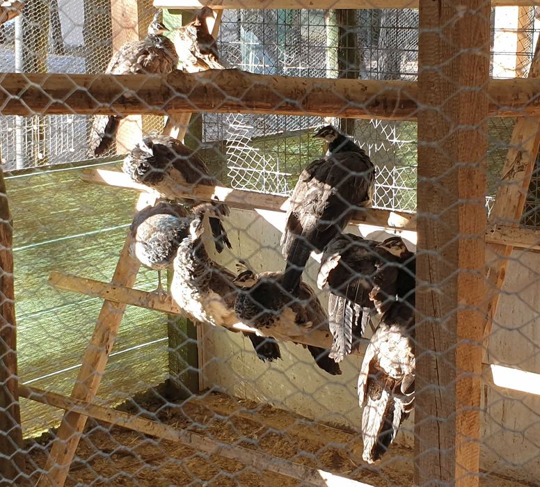 sprzedam lub zamienię pawia na pawice