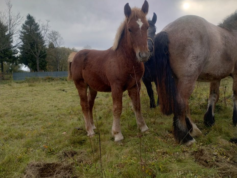 Ogierki zimnokrwiste