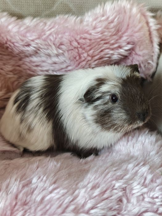 Świnka morska samica Magpie