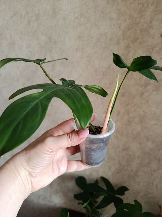 Филодендрон Чешуеносный.