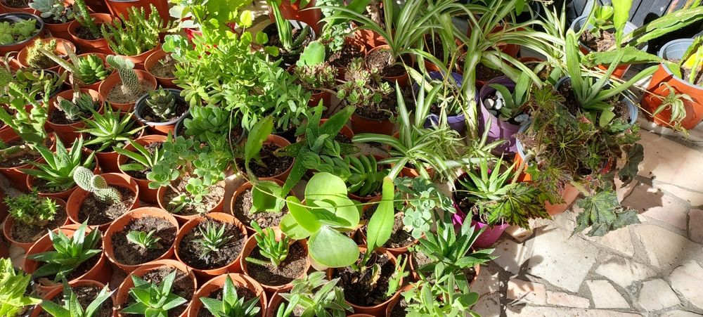 Plantas, catos e suculentas