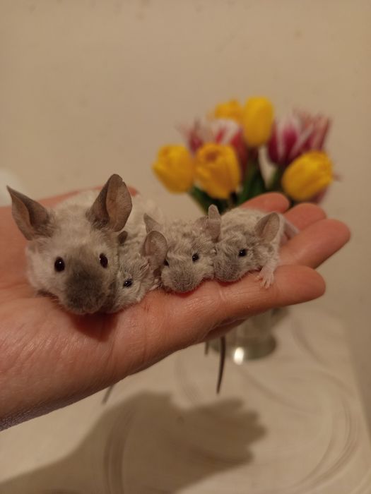 Декоративні кучеряві мишки, миші