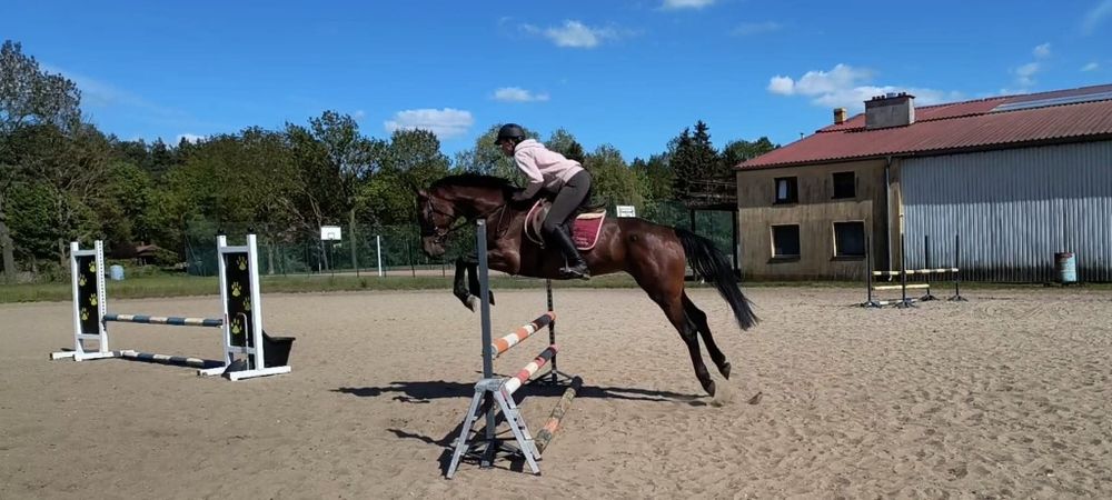 5 letnia gniada klacz AES koń sportowy