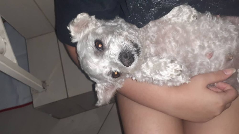Pet Sitting/Walking; Creche e Estadia Familiar para cães/gatos Lisboa