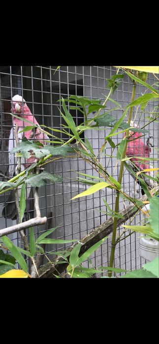 Catatuas Galah macho/ ou casal 2026