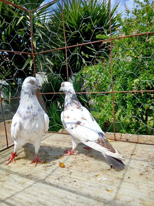 Pombos cambalhotas português