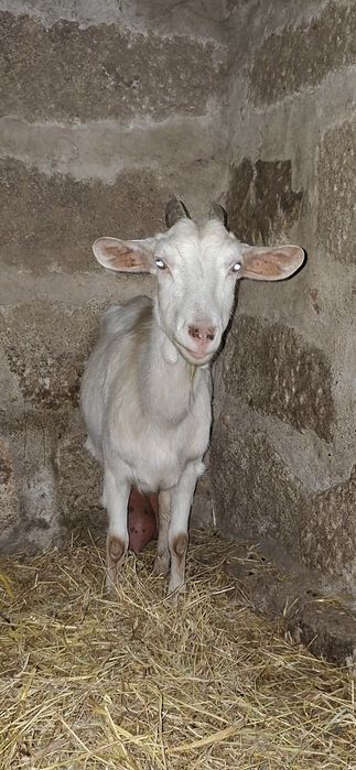 Cabra com dois anos