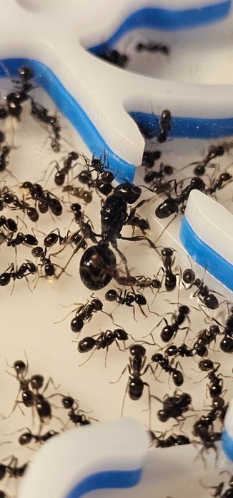 Formigueiro Didático MIRMEX – Kit Completo Médio Amarelo