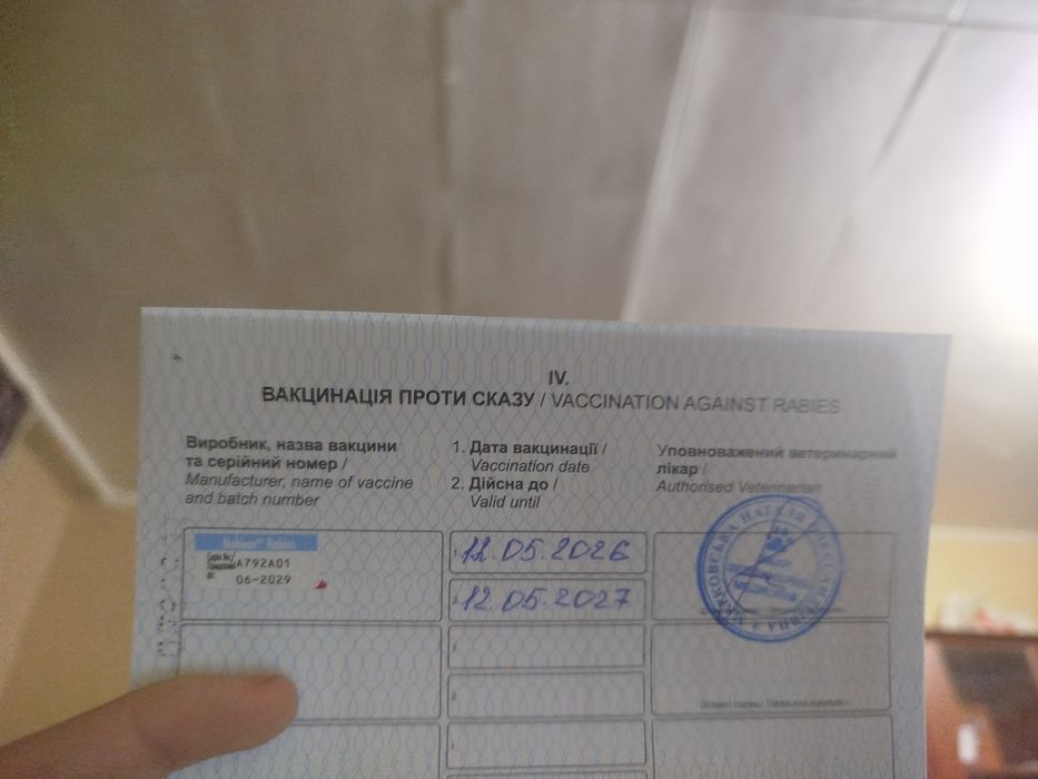 Продам Мейн куна