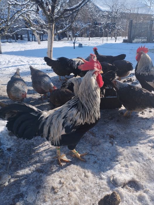 Яйце курей породи легорн італійська несучка