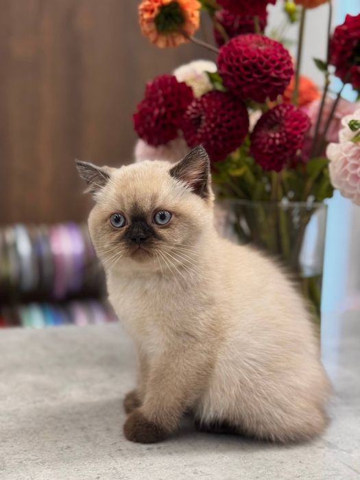 Шотландське плюшеве кошенятко