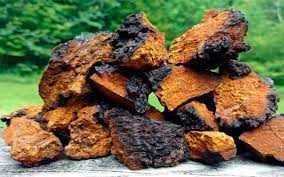 ЕЖОВИК   Їжовік Єжовік гребінчастий герициум іньші гриби