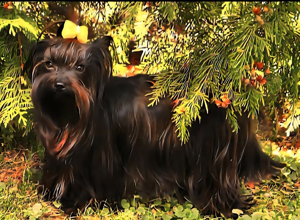 Piesek Yorkshire Terrier badania DNA