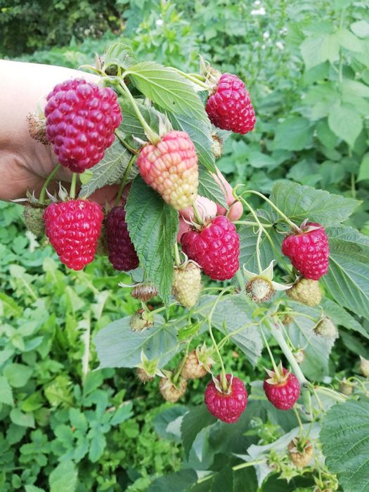 Продам малину джоан джей