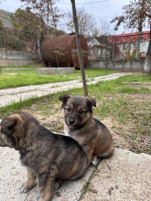 БЕЗКОШТОВНО. Віддамо в добрі руки цуценят