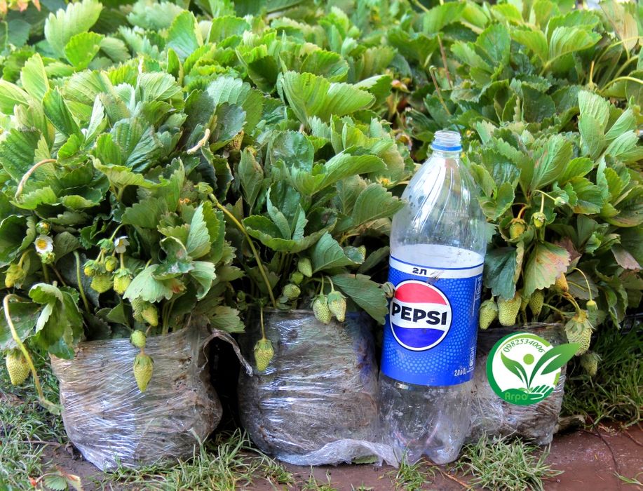 Полуниця копана і в стаканах, та горшках для дому сорт Загадка