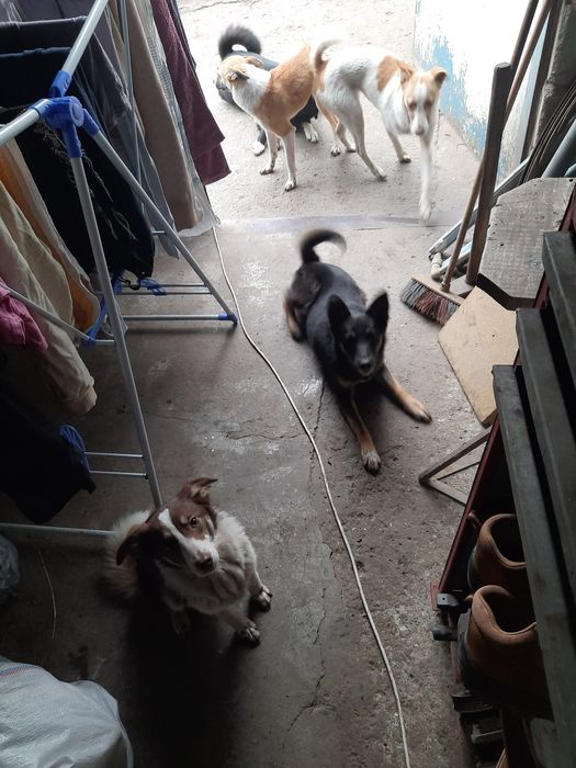 Віддам в добрі руки